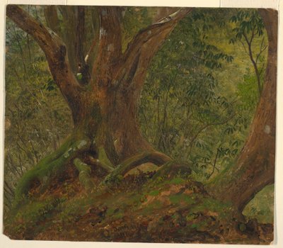 Nel bosco, Giamaica da Frederic Edwin Church